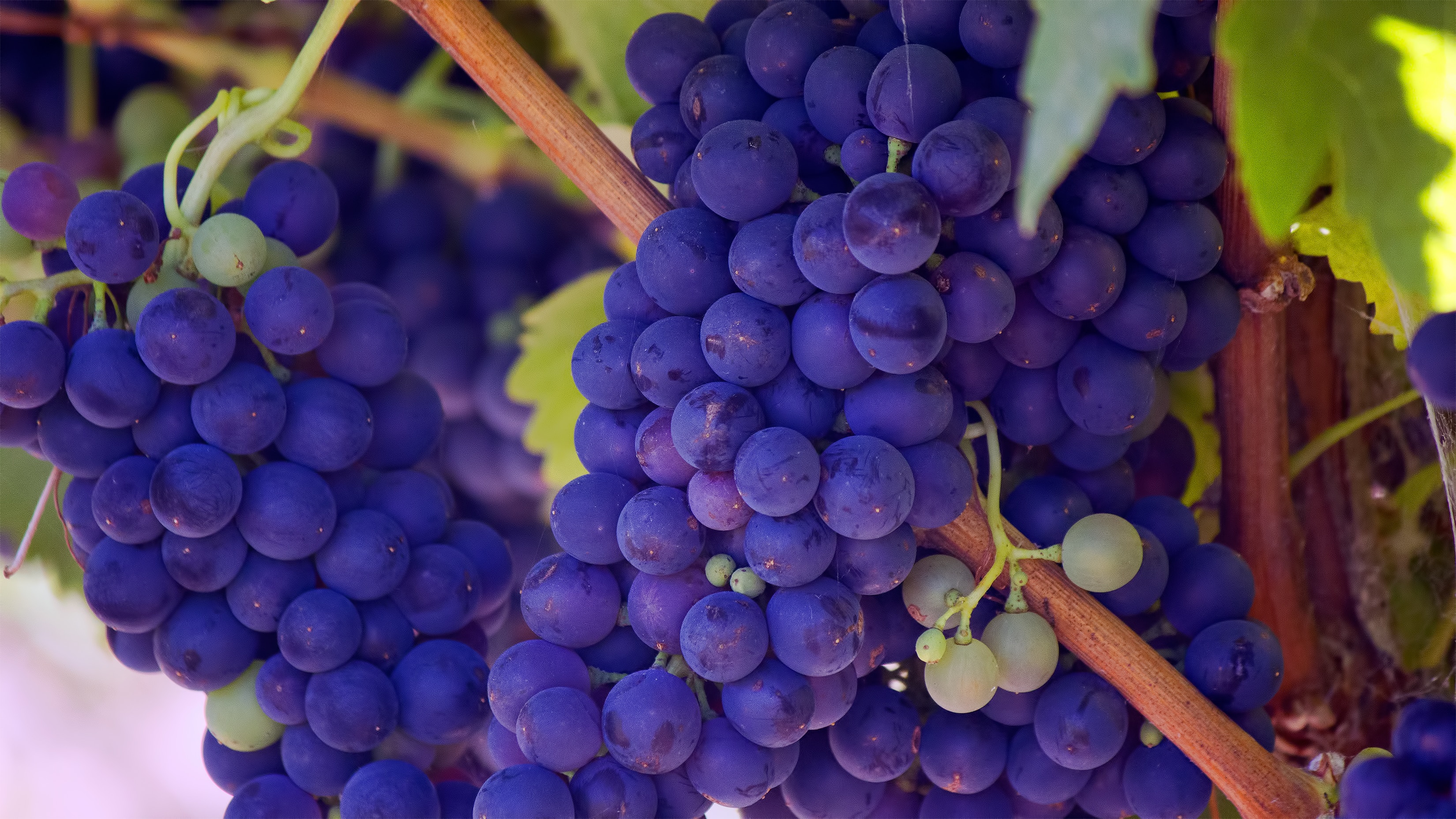 Grapes ripening on the vine