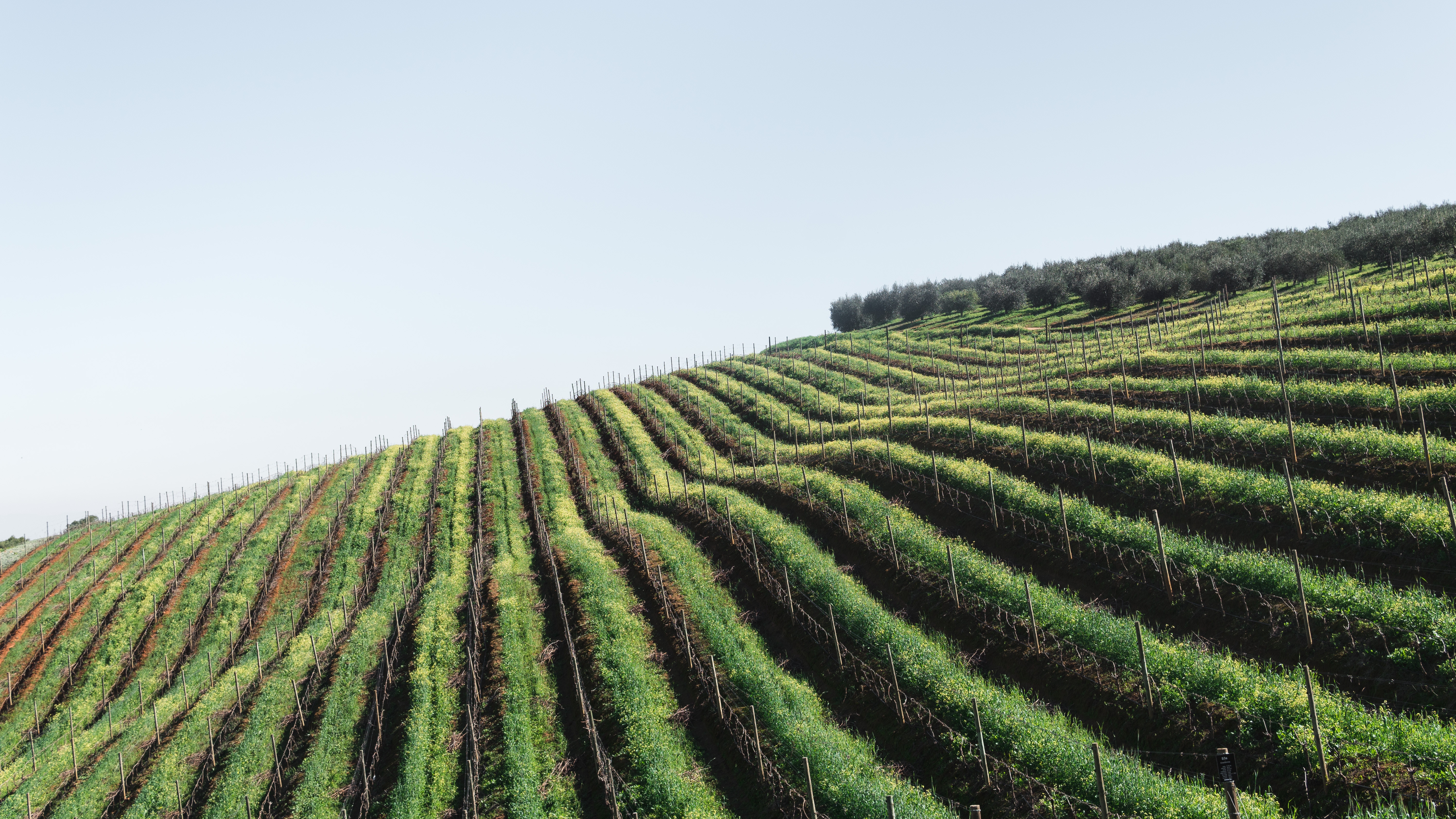 Sunlit vineyards near Căușeni